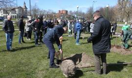 Uostamiestis pasipuošė sakuromis