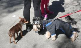 Bėgimu paminėta Šuns diena