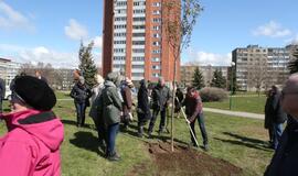 Uostamiestis pasipuošė sakuromis
