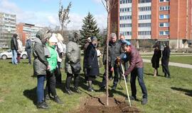 Uostamiestis pasipuošė sakuromis