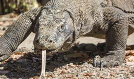 Komodo drakonas Indonezijoje užpuolė turistą