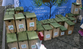 Sėkmės inkilėliai kabinami Danės skvere