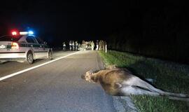 Tikimybė susidurti su gyvūnais kelyje didžiausia gegužę