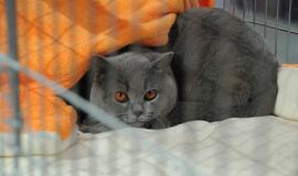 "Baltic winner show"