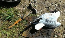 Šventosios uoste narai aptiko sprogmenį