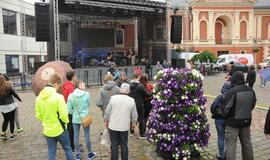 Žuvienės virimo čempionatas