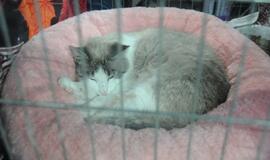 "Baltic winner show"