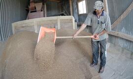 Grūdų vežėjai šiemet susirungs dėl krovinių