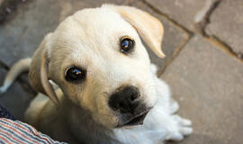 Naujas sukčiavimo būdas – „globoti“ neteisėtai nusavintus augintinius