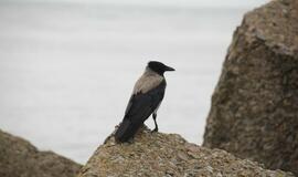 Šventėje laukiama daugiau nei pusės milijono svečių