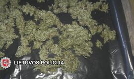 Kanapių augintojams - Klaipėdos pareigūnų kirtis