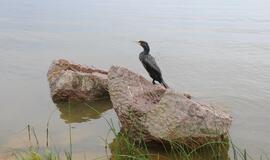 Žvejo šventė Juodkrantėje