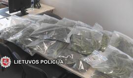 Kanapių augintojams - Klaipėdos pareigūnų kirtis