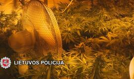 Kanapių augintojams - Klaipėdos pareigūnų kirtis