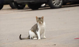 Bešeimininkiai gyvūnai - mūsų visų problema
