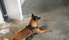 Muitininkai Klaipėdoje sulaikė 600 kilogramų kokaino siuntą