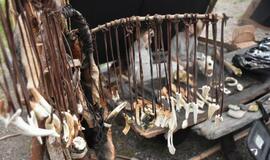 Jono kalnelio sala virto archajiškos fiestos vieta