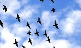 Yra paukščių, danguje praleidžiančių 95 proc. savo gyvenimo
