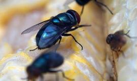 Žarnyno infekciją gali atnešti ant maisto nutūpusi musė