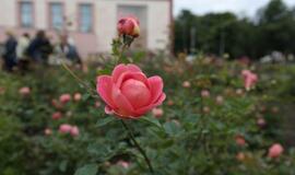 Klaipėdiečiai sėmėsi japonų kultūros