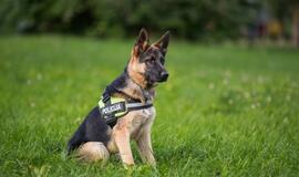 Klaipėdos policijos gretas papildė Koda ir Luna