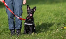 Klaipėdos policijos gretas papildė Koda ir Luna