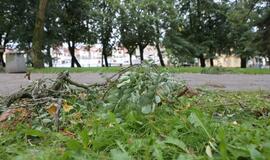 Vėjas pridarė nuostolių