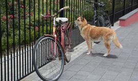 Klaipėdiečiai sėmėsi japonų kultūros