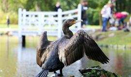 Kormoranai taikosi į Birutės parką