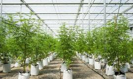 Medicininės kanapės Lietuvoje: kas gąsdina?