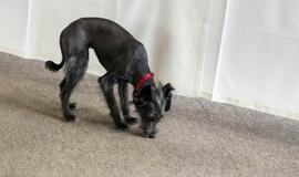 Klaipėdoje atidarytos Pilies dirbtuvės