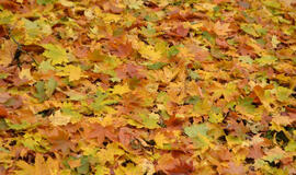 Prasidėjo lapų kritimas - ar Klaipėda jau pasiruošusi rudens iššūkiams?