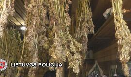 Sulaikytas kanapes dideliais kiekiais auginęs bedarbis