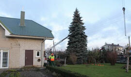 Klaipeda Christmas tree prepared for the Holidays