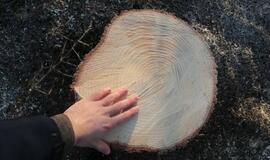 Į Teatro aikštę atkeliauja klaipėdiečių išrinkta eglė