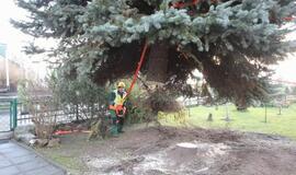 Į Teatro aikštę atkeliauja klaipėdiečių išrinkta eglė