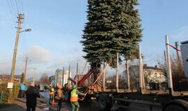 Į Teatro aikštę atkeliauja klaipėdiečių išrinkta eglė