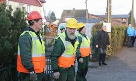 Į Teatro aikštę atkeliauja klaipėdiečių išrinkta eglė