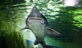 Jūrų muziejus akvariumas atvers duris jau gruodžio 3-iąją