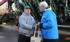 Į Teatro aikštę atkeliauja klaipėdiečių išrinkta eglė