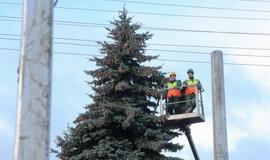 Į Teatro aikštę atkeliauja klaipėdiečių išrinkta eglė