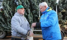 Į Teatro aikštę atkeliauja klaipėdiečių išrinkta eglė