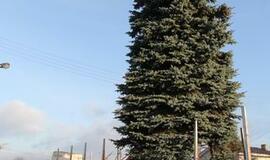 Į Teatro aikštę atkeliauja klaipėdiečių išrinkta eglė