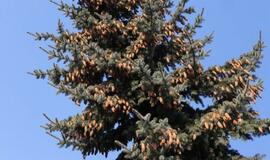 Į Teatro aikštę atkeliauja klaipėdiečių išrinkta eglė