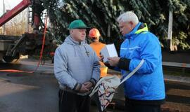 Į Teatro aikštę atkeliauja klaipėdiečių išrinkta eglė