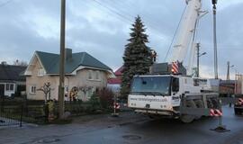 Į Teatro aikštę atkeliauja klaipėdiečių išrinkta eglė