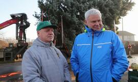 Į Teatro aikštę atkeliauja klaipėdiečių išrinkta eglė