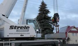 Į Teatro aikštę atkeliauja klaipėdiečių išrinkta eglė