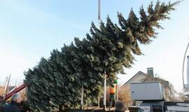 Į Teatro aikštę atkeliauja klaipėdiečių išrinkta eglė