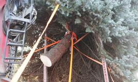 Į Teatro aikštę atkeliauja klaipėdiečių išrinkta eglė